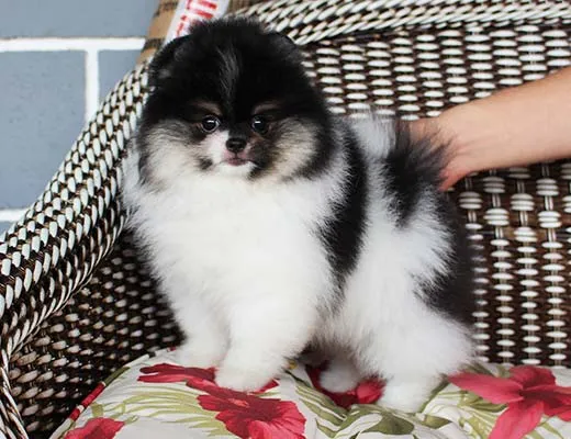 spitz alemão tricolor preto