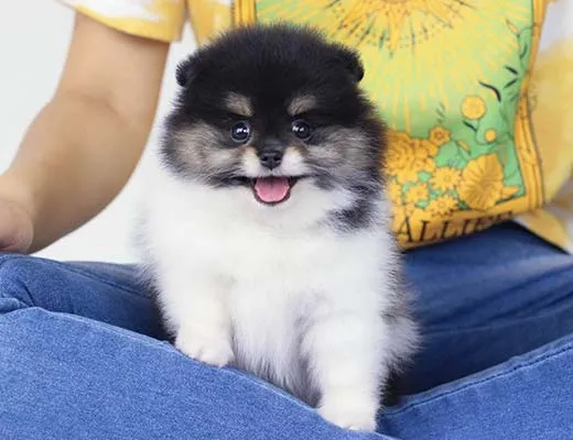 spitz alemão tricolor preto