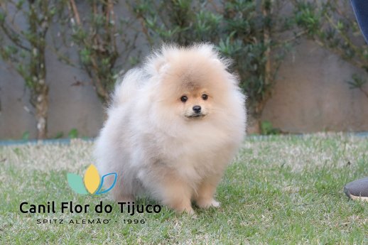 filhote spitz alemão
