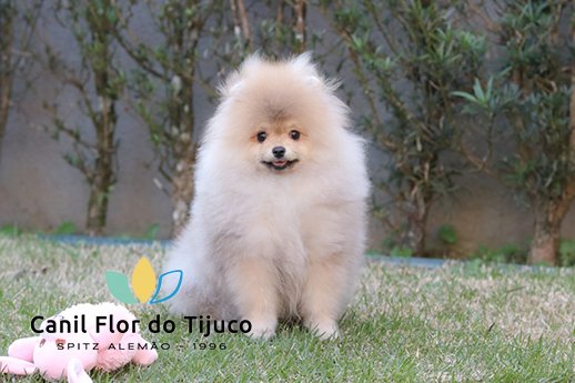 filhote spitz alemão
