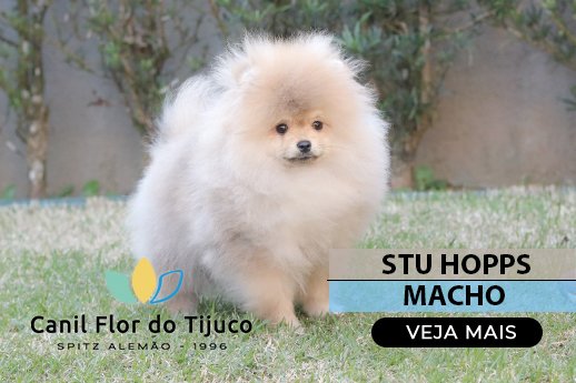filhote spitz alemão