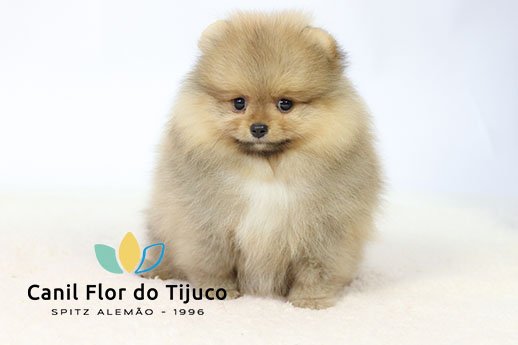 filhote laranja spitz alemão