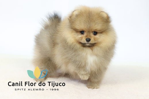 filhote laranja spitz alemão