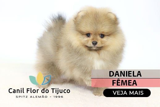 filhote laranja spitz alemão