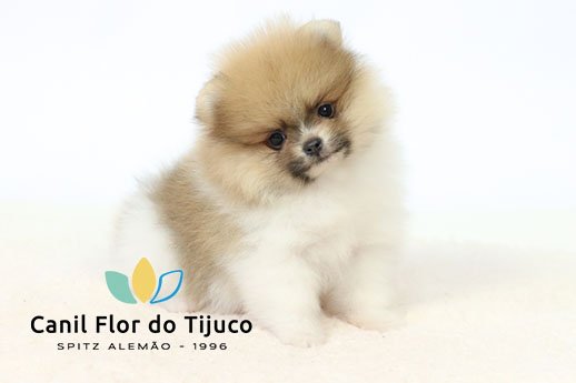 filhote de spitz alemão particolor