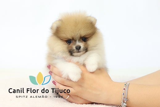 filhote de spitz alemão particolor