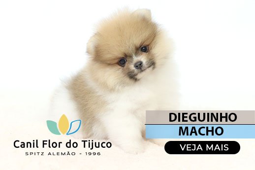 filhote de spitz alemão particolor