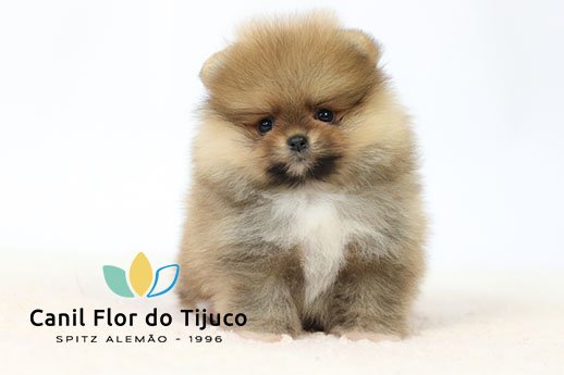 spitz alemão filhote