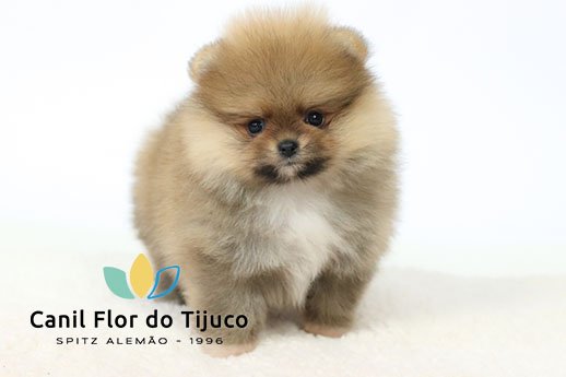 spitz alemão filhote