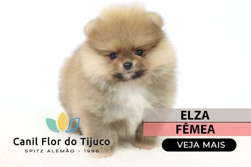 spitz alemão filhote