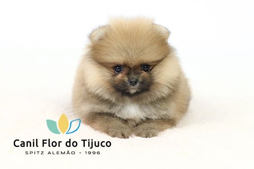 spitz alemão laranja