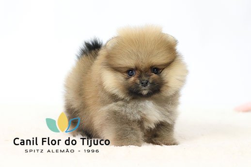 spitz alemão laranja