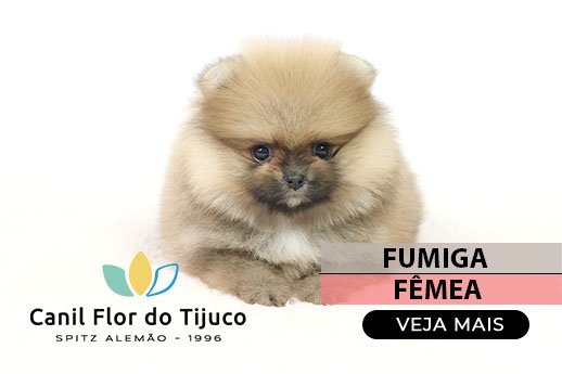 spitz alemão laranja