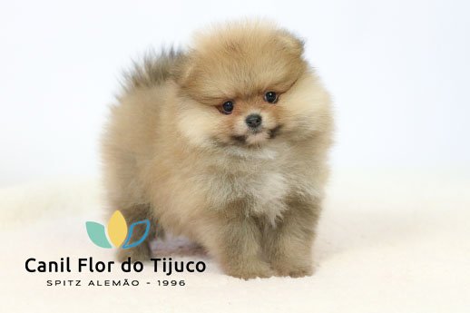 spitz alemão laranja