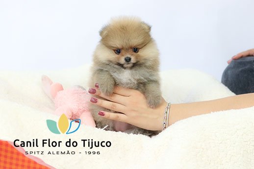 spitz alemão laranja