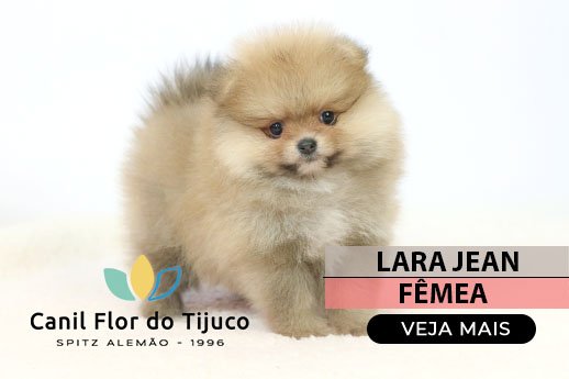 spitz alemão laranja