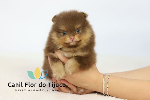 filhote de spitz alemão chocolate and tan