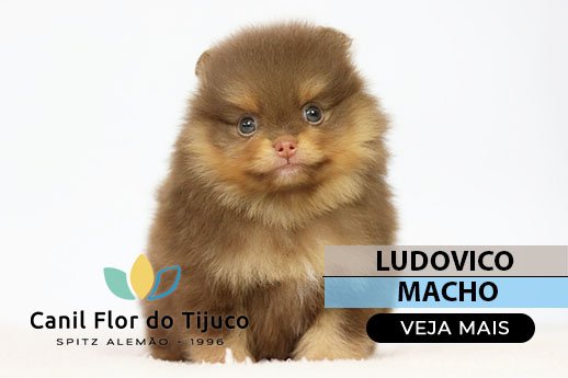 filhote de spitz alemão chocolate and tan