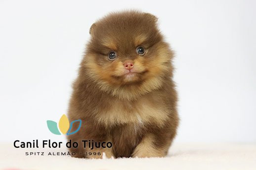 filhote de spitz alemão chocolate and tan