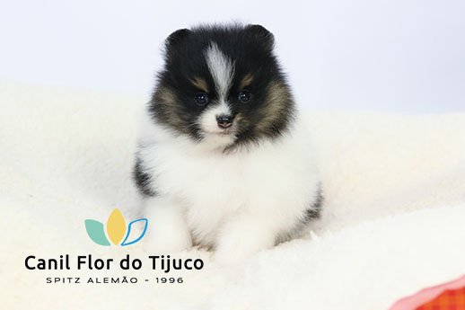 filhote de spitz alemão tricolor preto