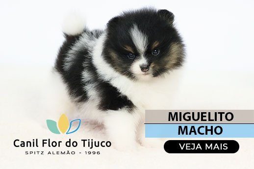 filhote de spitz alemão tricolor preto