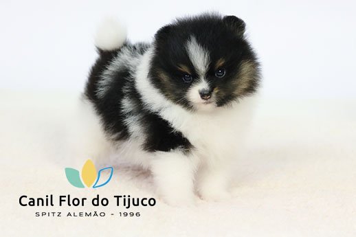 filhote de spitz alemão tricolor preto