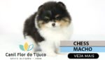 spitz alemão