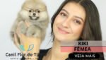 filhote spitz alemão