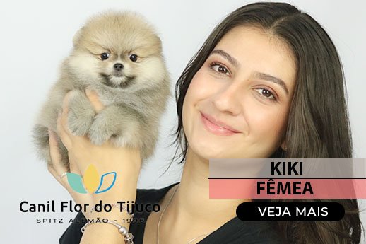 filhote spitz alemão