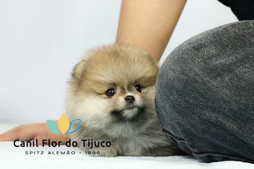 filhote spitz alemão