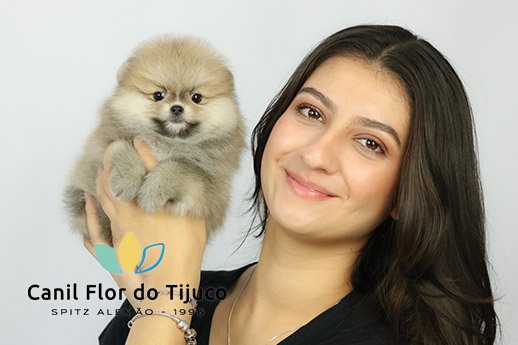 filhote spitz alemão