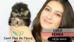 lulu da pomerania