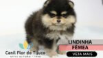 spitz alemão
