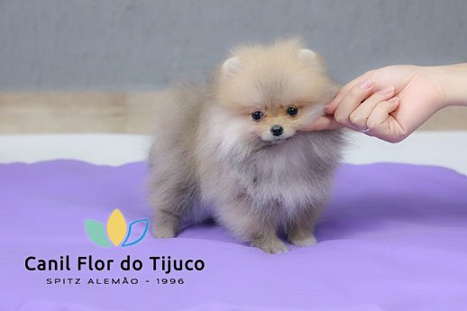 spitz alemão
