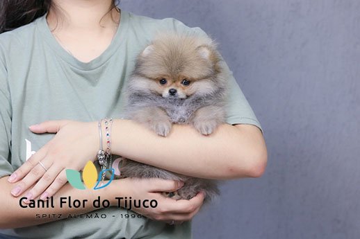 spitz alemão