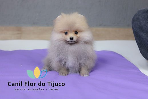 spitz alemão
