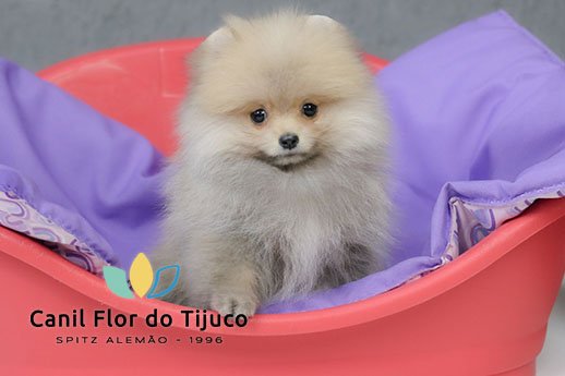 spitz alemão