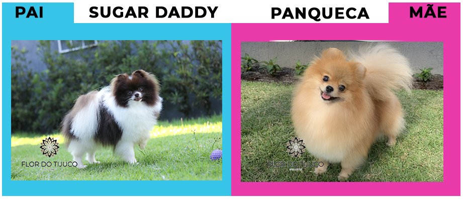 PanquecaXPedrinho