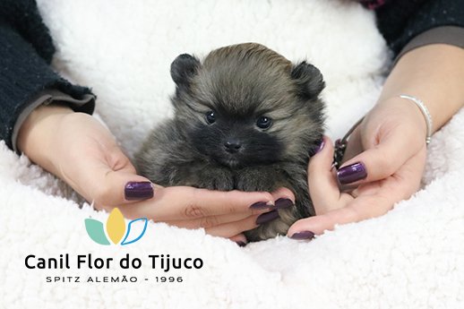 spitz alemão