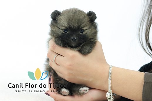 spitz alemão