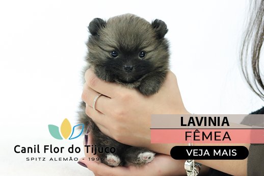spitz alemão