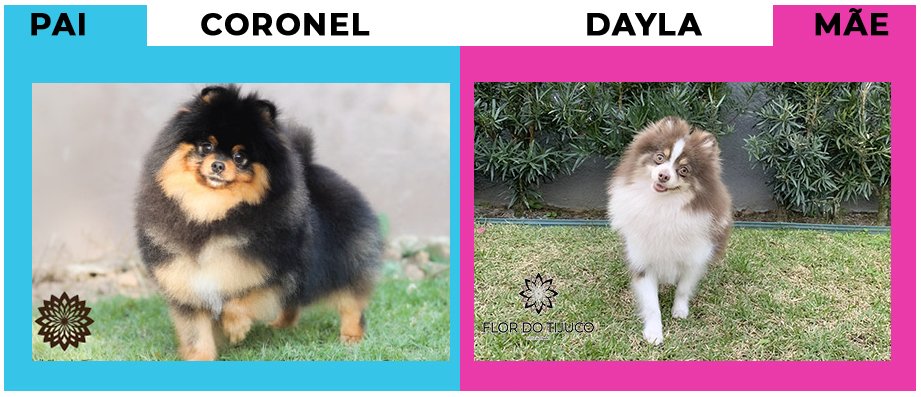 DaylaXCoronel