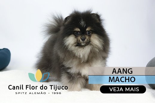 filhote de spitz alemão Black and tan