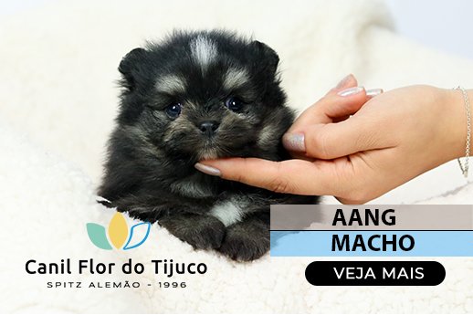 spitz alemão