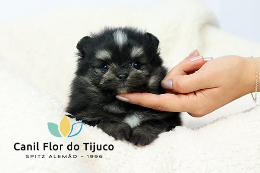 spitz alemão