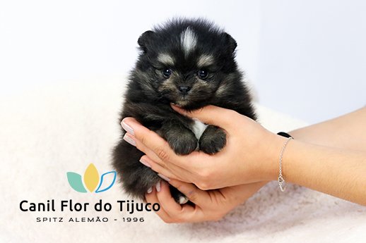 spitz alemão