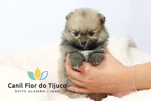 lulu da pomerania