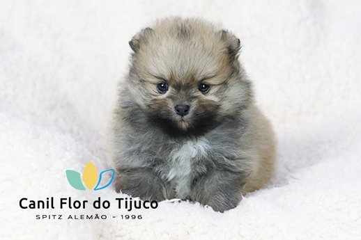 lulu da pomerania