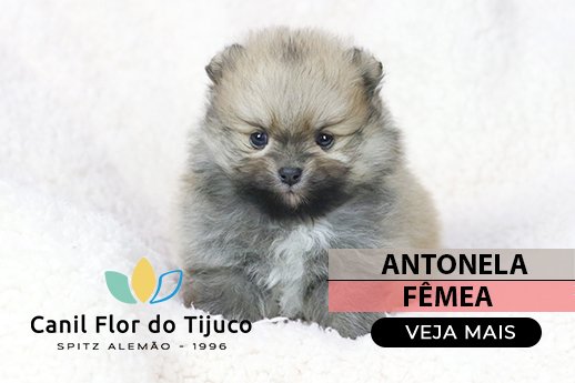 lulu da pomerania