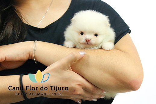 spitz alemao